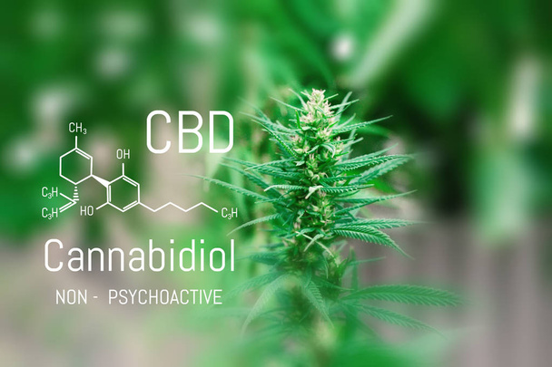 Fórmula de cannabis CBD. Molécula de canabidiol. Tem efeito antipsicótico
 - Foto, Imagem