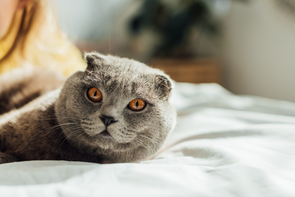επιλεκτική εστίαση της σκωτσέζικης δίπλης γάτας κοιτάζοντας την κάμερα και ξαπλωμένοι στο κρεβάτι στο σπίτι - Φωτογραφία, εικόνα