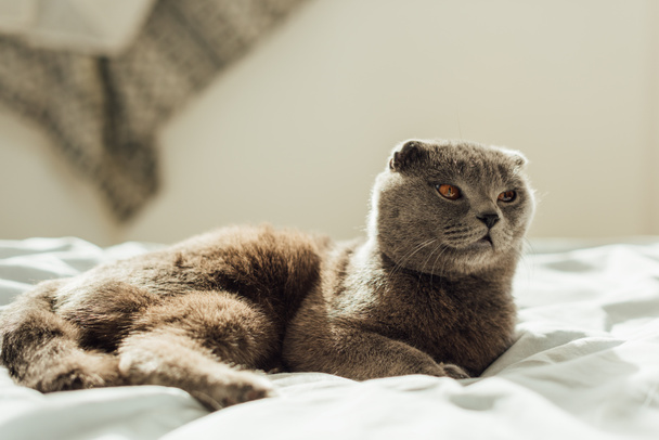 Selektywny fokus cute szary szkocki krotnie kot leżącego w łóżku w domu  - Zdjęcie, obraz