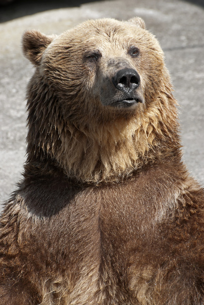 duran boz ayı - Fotoğraf, Görsel