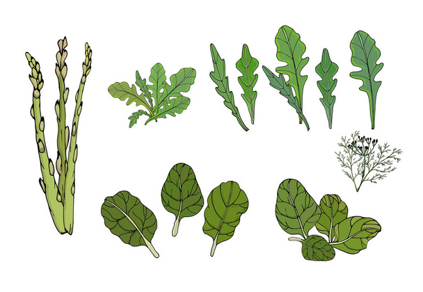 Ilustración de verduras para alimentos, espinacas, rúcula, espárragos aislados sobre un fondo blanco. Vector
 - Vector, imagen