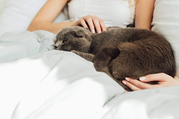 recortado vista de joven mujer acariciando escocés plegable gato en cama
 - Foto, imagen