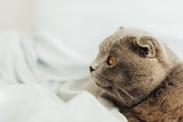 selective focus of scottish fold cat lying in bed with copy space - Foto, imagen