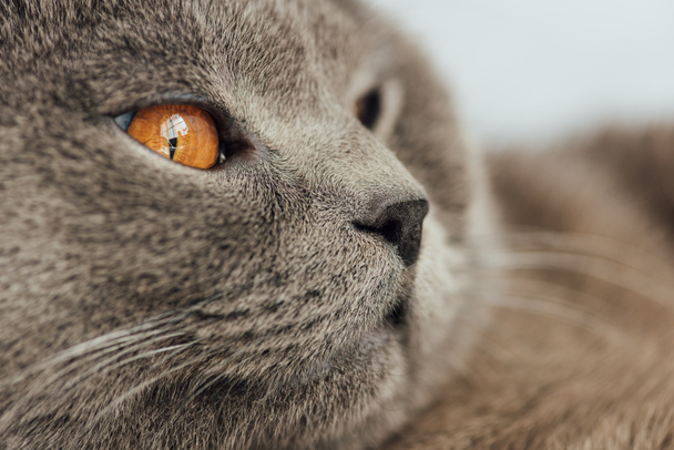 vista parcial del adorable gato pliegue escocés mirando hacia otro lado
 - Foto, imagen