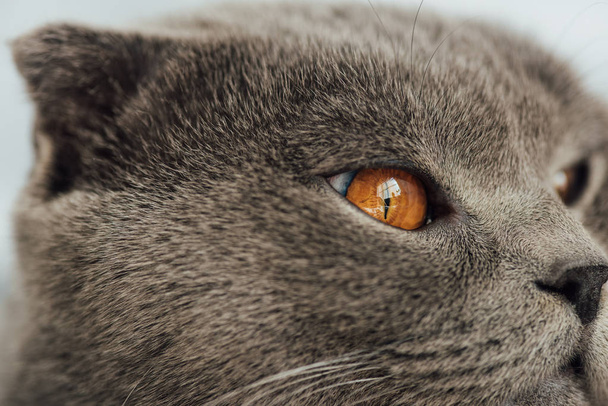 recortado vista de adorable escocés plegable gato mirando hacia otro lado
 - Foto, Imagen