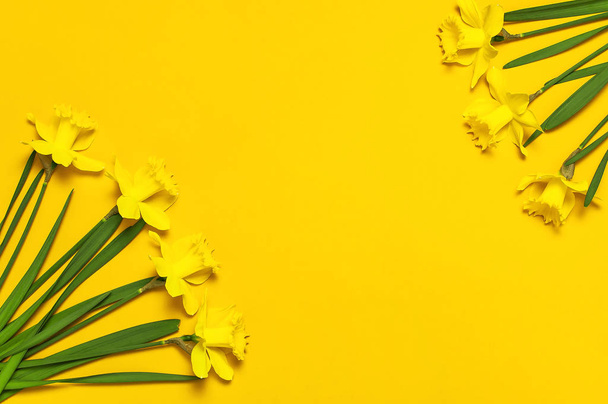 Kevään kukka tausta. Keltainen narsissi tai daffodil kukkia keltaisella taustalla top näkymä tasainen lay. Pääsiäiskonsepti, kansainvälinen naistenpäivä, 8. maaliskuuta, loma. Kortti kukkia. Tekstipaikka
 - Valokuva, kuva