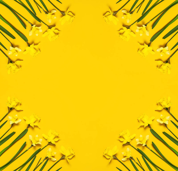 Tavaszi virág háttér. Nárcisz, vagy nárcisz virág sárga háttér felülnézet lapos feküdt. Húsvét a koncepció, a nemzetközi nőnapon, március 8-án, nyaralás. Kártya virággal. Hely a szöveg - Fotó, kép