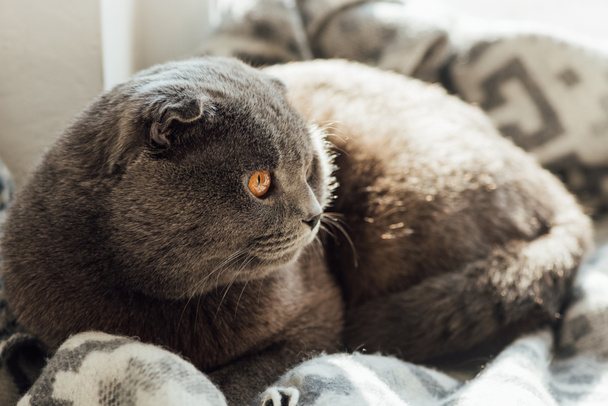 selective focus of cute scottish fold cat with blanket lying in bed at home - Foto, afbeelding
