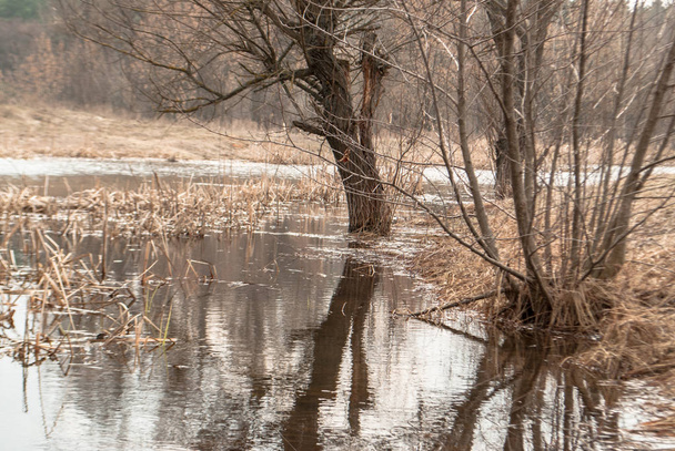 inundación de primavera del río con el reflejo de los árboles
 - Foto, Imagen