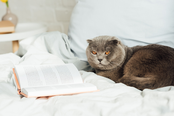 enfoque selectivo de gato lindo pliegue escocés acostado en la cama con libro
 - Foto, Imagen