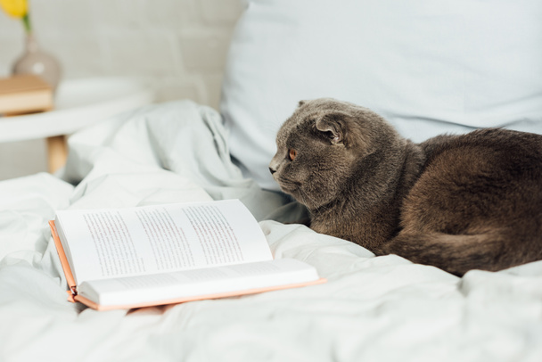 selective focus of cute scottish fold cat lying in bed with book - Foto, Imagen