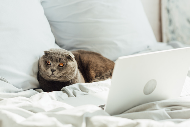 милый шотландский складной кот лежит в постели с ноутбуком дома
 - Фото, изображение