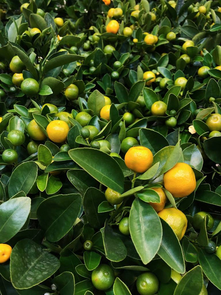 Malé tangeriny v květináči na trhu - Fotografie, Obrázek