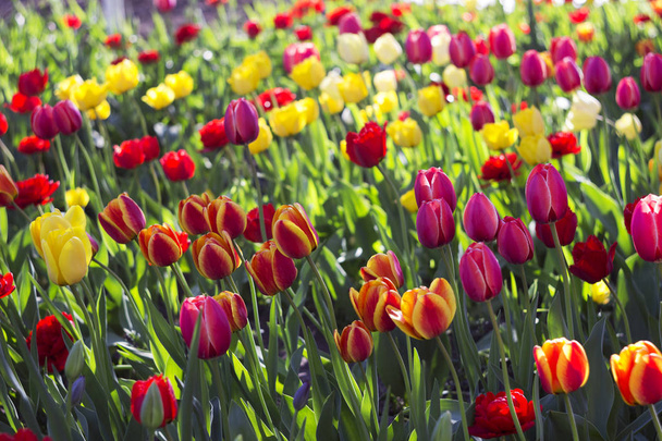 Terry tulipanes rojos y tulipanes rosados, amarillos y blancos florecen en el
 - Foto, imagen