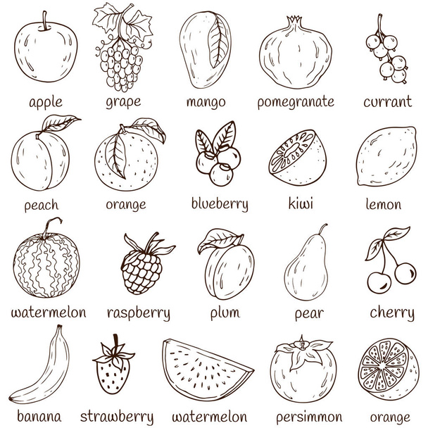 Set of fresh healthy hand-drawing fruits isolated.  Organic farm - Вектор,изображение