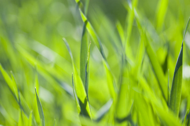 Field of green grass. - Fotoğraf, Görsel