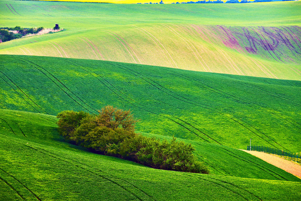 Spring fields. Green waves. Natural Rural Landscape - Photo, Image