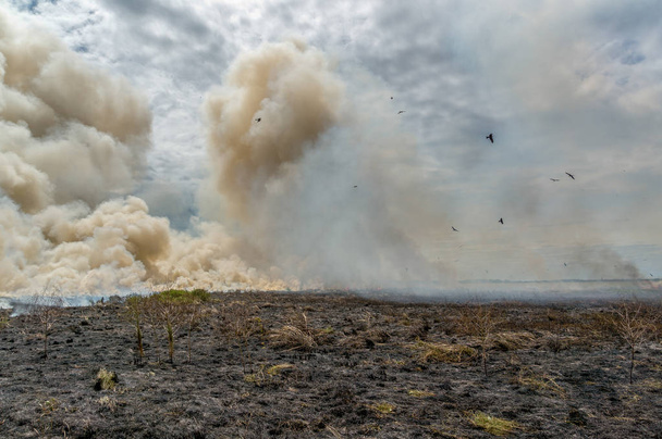 Bushfire controllato nel Kakadu National Park, con uccelli diffusi, Territorio del Nord, Australia
 - Foto, immagini