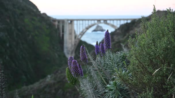 Purple Flowers And Bixby Creek Bridge Along Bur Sur Coast - Footage, Video
