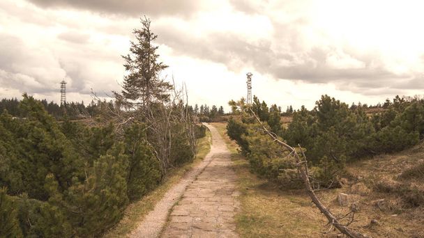 magányos út a fekete erdei mocsárból - Fotó, kép