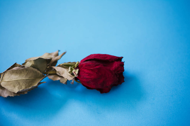 Closeup ze sušených červených růží na modrém pozadí. - Fotografie, Obrázek