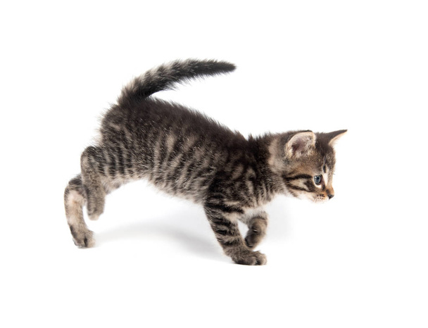 Симпатичный котенок с лапой
 - Фото, изображение