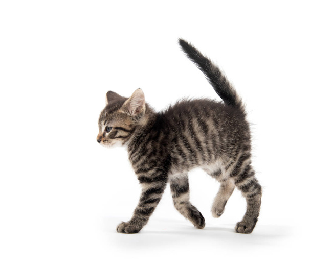 tabby cat on white background - Foto, immagini