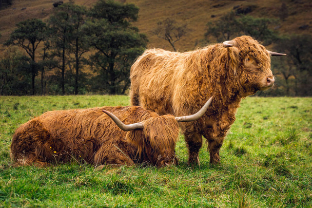 Шотландская нагорная корова
 - Фото, изображение
