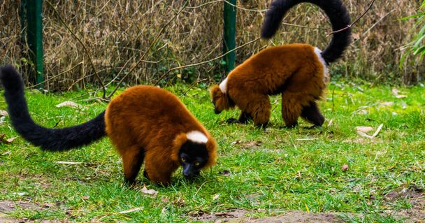 dos lémures de volantes rojos caminando juntos en la hierba, retrato de monos en peligro crítico de Madagascar
 - Foto, imagen