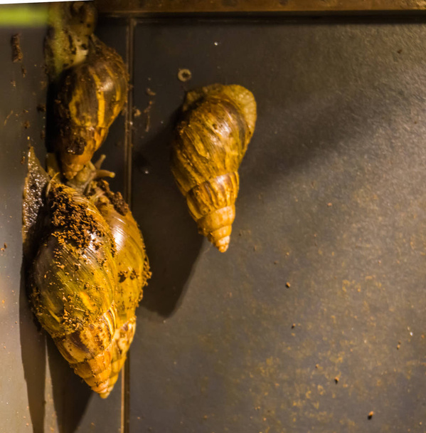 group of giant african snails together, very popular tropical pet and food, Traditional offering in the Candomble Religion - Photo, Image