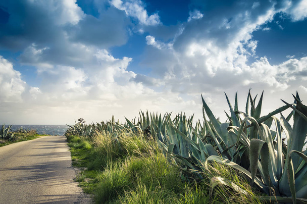Beautiful road to the beach, green vegetation and dramatic cloudy sky - Фото, изображение
