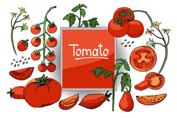 Vector set with fresh tomatoes. - ベクター画像