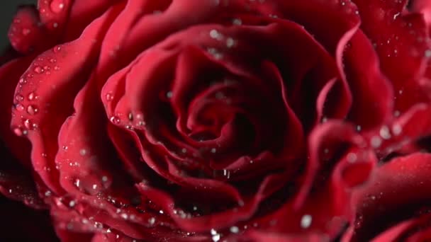 Bando de rosas vermelhas, de perto
 - Filmagem, Vídeo