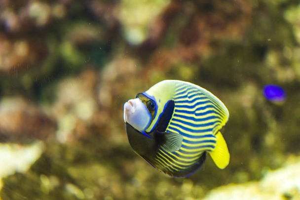 Emperor angelfish (Pomacanthus imperator) in the water - Photo, Image