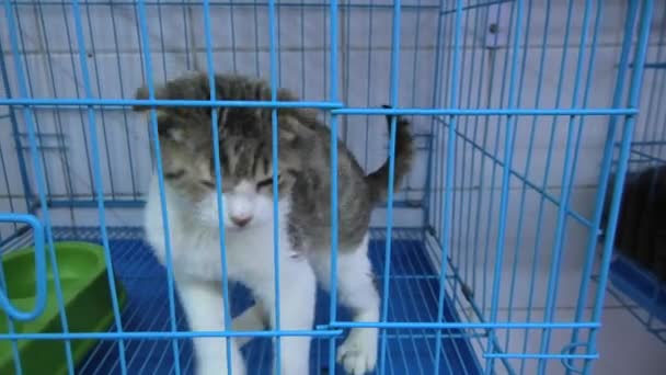 low eared kitten in cage - Footage, Video