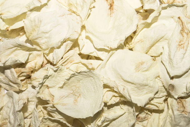Dried petals of white roses.Background of white rose petals. - Φωτογραφία, εικόνα