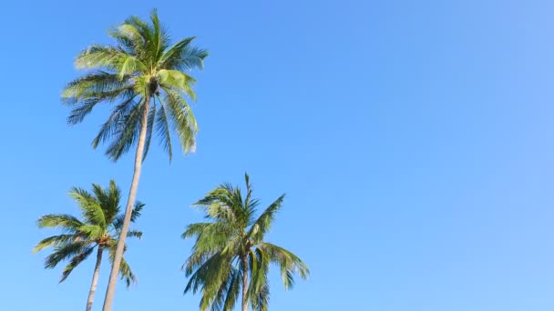 gökyüzünün önündeki palmiye ağaçlarının alt görünümü - Video, Çekim