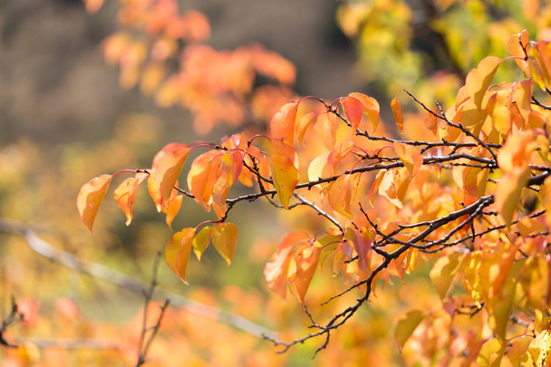 Rote Blätter an einem Baum im Herbst - Foto, Bild