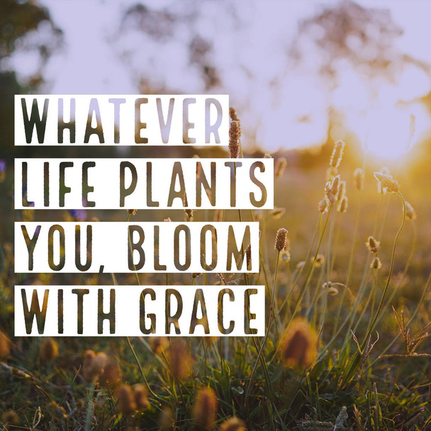 inspirierende Motivation Zitat Kunst über das Leben auf Blumenpflanze Hintergrund in goldener Stunde - Foto, Bild