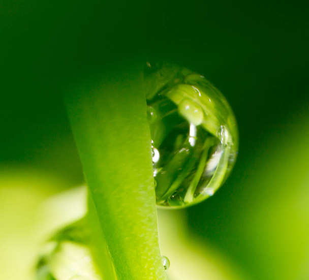 drops of dew on the grass. macro - Photo, image
