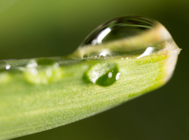 drops of dew on the grass. macro - Photo, Image
