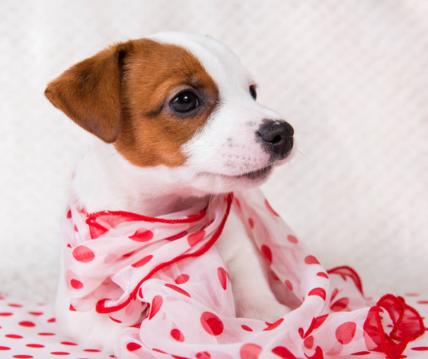 Jack Russell Terrier yavru köpek retro tarzı - Fotoğraf, Görsel