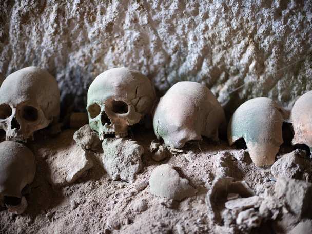 cráneo y huesos  - Foto, Imagen