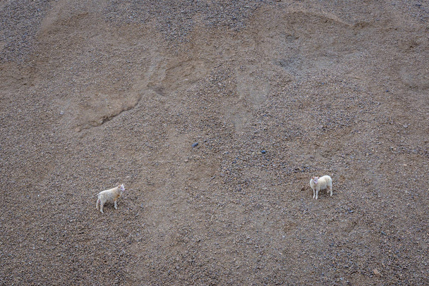 Sheeps in Iceland - Photo, Image