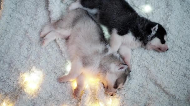 Beautiful little husky puppies sleep - Felvétel, videó