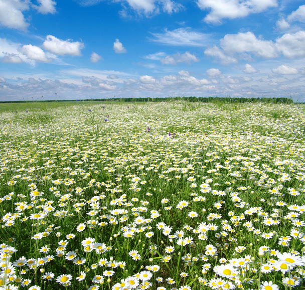 field of camomiles - Photo, Image
