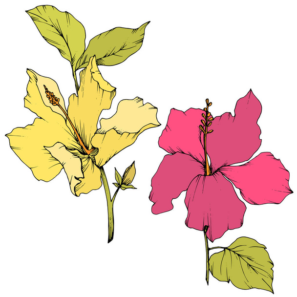 Fiore botanico floreale vettoriale Hibiscus. Incisione a inchiostro art. Isolato elemento di illustrazione ibisco su sfondo bianco
. - Vettoriali, immagini