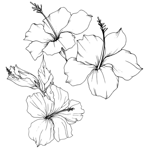 ベクトル ハイビスカスの花植物花。黒と白には、アートが刻まれています。孤立したハイビスカス イラスト要素. - ベクター画像