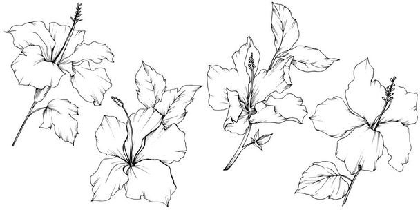Vektori Hibiscus kukka kasvitieteellinen kukka. Musta ja valkoinen kaiverrettu muste taidetta. Eristetty hibiscus-kuvaelementti
. - Vektori, kuva