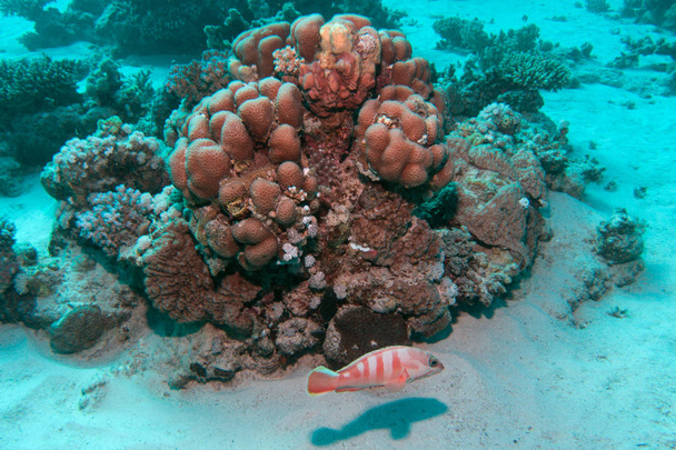récif corallien dans la mer rouge - Photo, image
